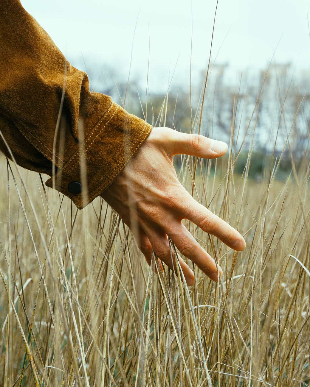 一隻手伸向隨風搖曳的金黃色麥田草穗,背景是模糊的樹影