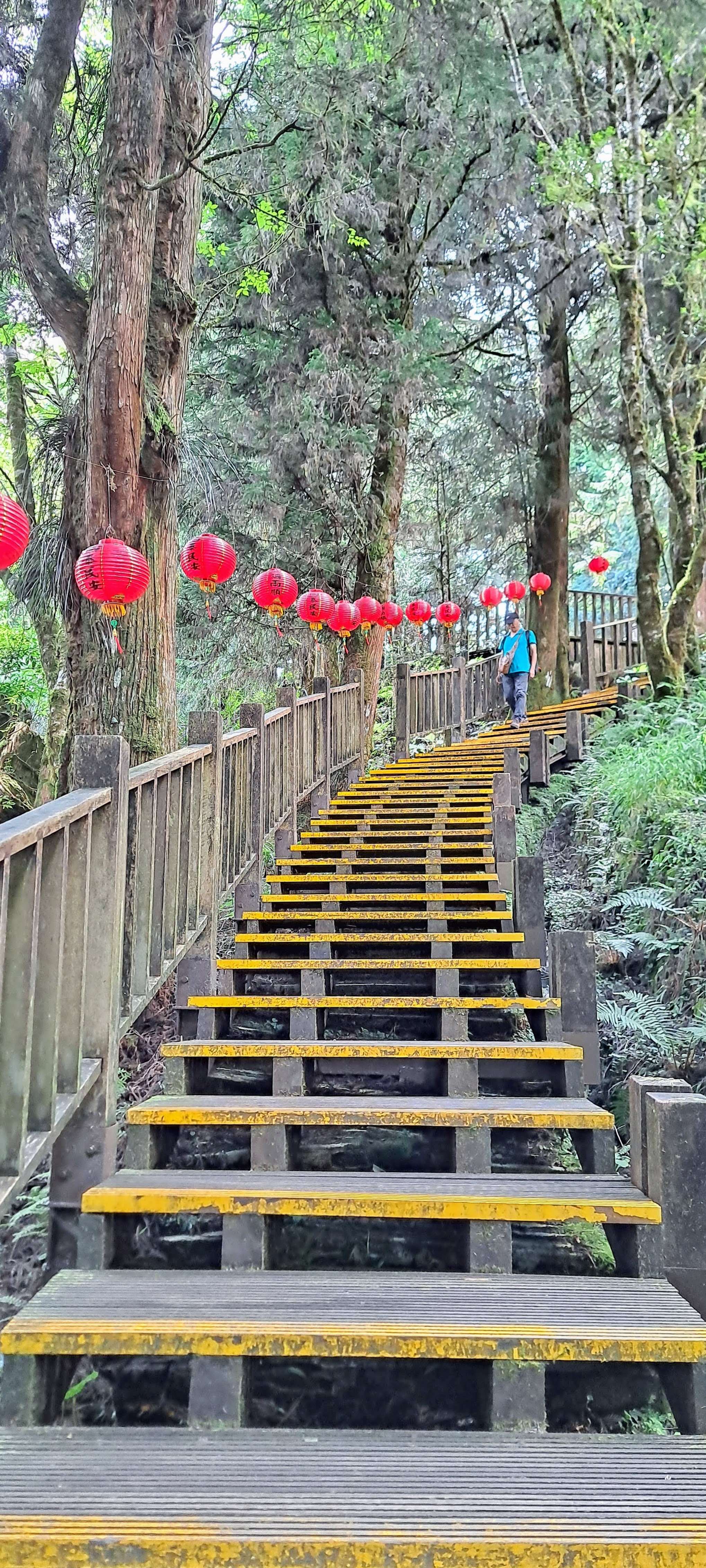 步道旁樹林間掛滿成排紅色燈籠，木製階梯通往林中深處