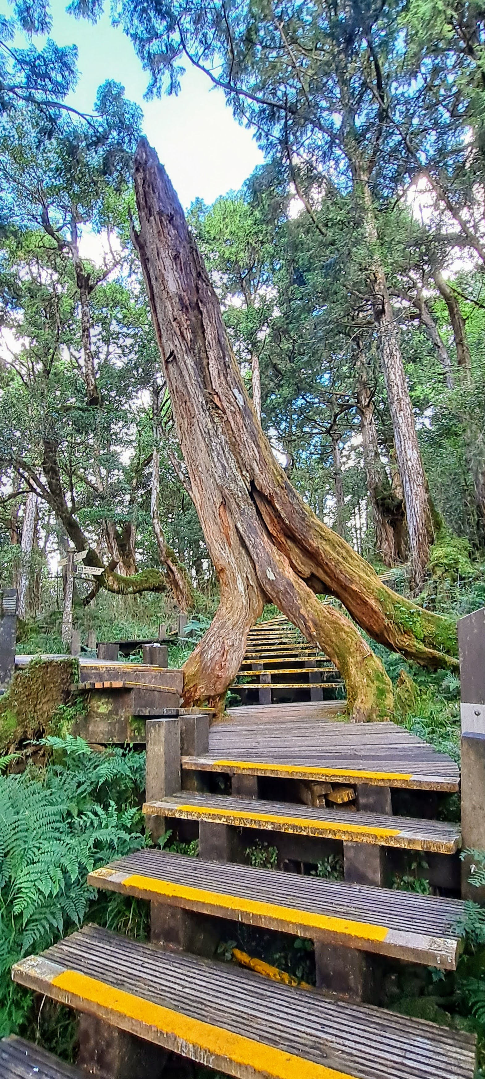 檜木原始林步道中巨大扭曲樹根橫跨階梯上方，形成天然拱門