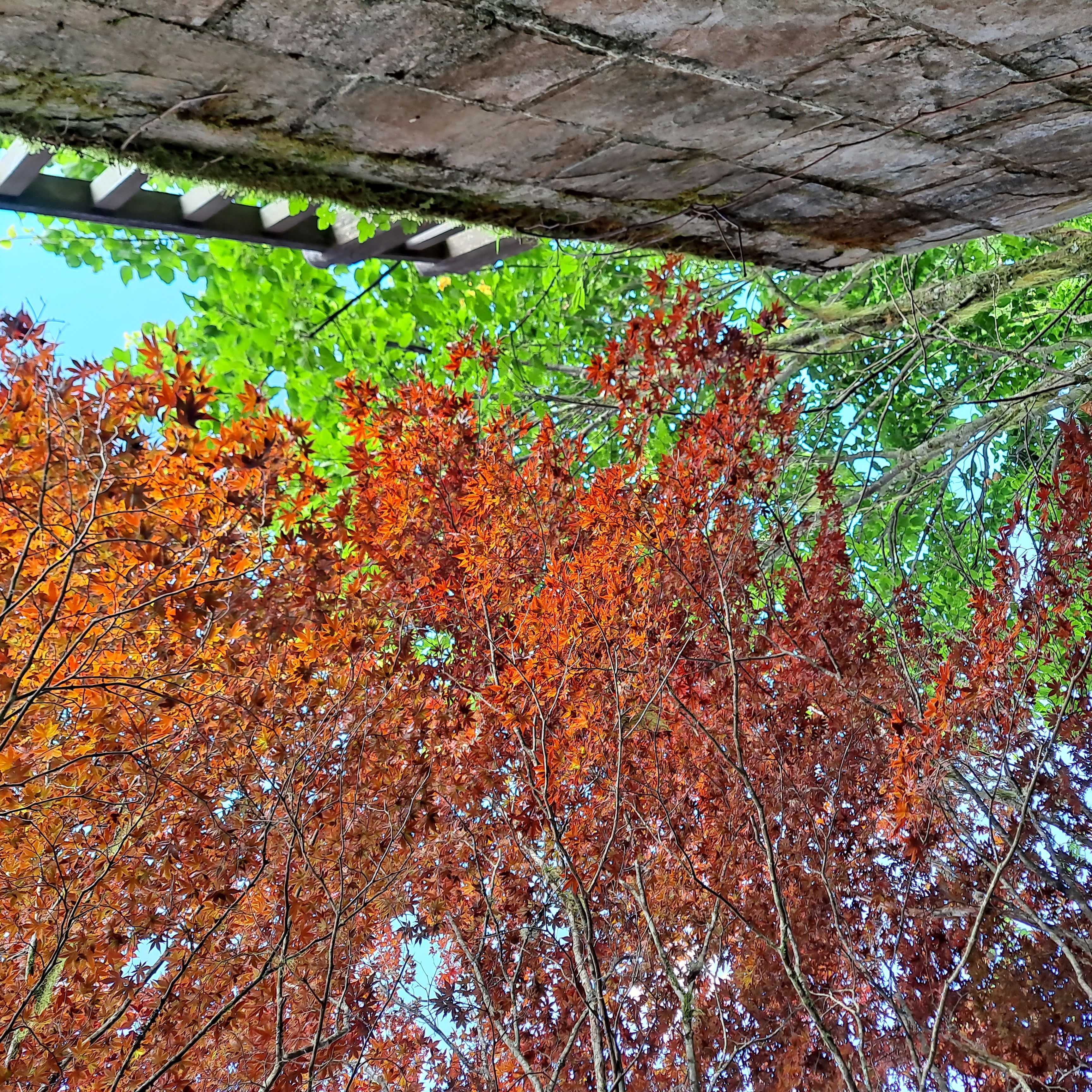 紅葉道階梯上方紫葉槭染成一片橘紅，透著陽光